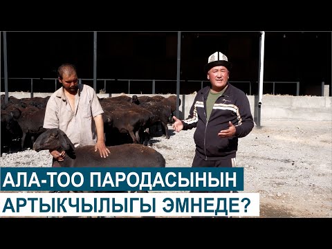 Видео: АЛА-ТОО ПАРОДАСЫНЫН АРТЫКЧЫЛЫГЫ ЭМНЕДЕ?//ЧАРБАКЕР
