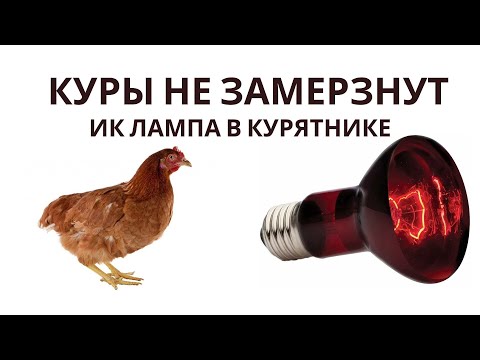 Видео: Инфракрасная лампа как дополнительное тепло в курятнике и утятнике