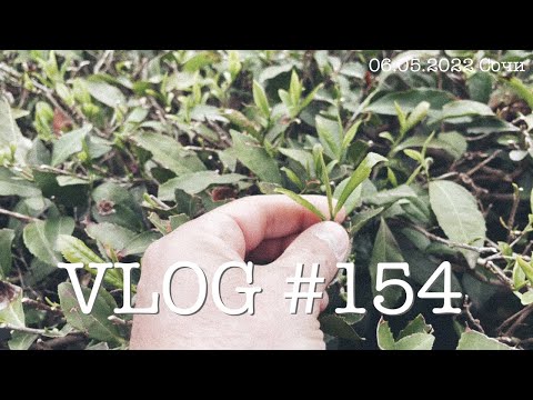 Видео: #сочи #адлер #влог154. Южный влог. День третий. Чайная плантация. 6 мая 2022.