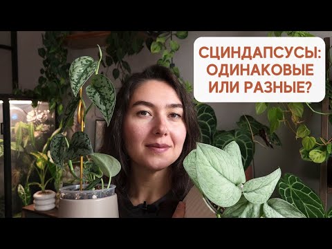 Видео: СЦИНДАПСУСЫ: все сорта ОДИНАКОВЫЕ? Обзор моей небольшой КОЛЛЕКЦИИ сциндапсусов