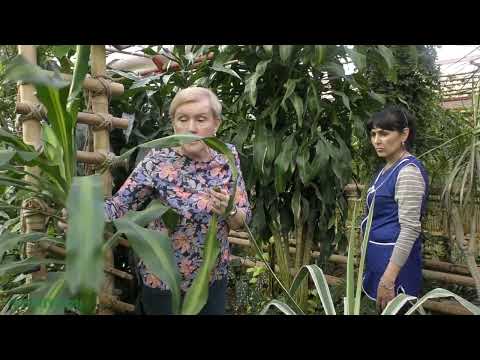 Видео: Сезон размножения. Бокарнея (Нолина) . Драцена черенкование.