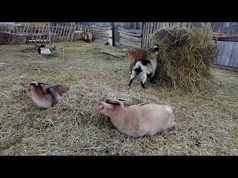 Видео: Не кастрировать козлят