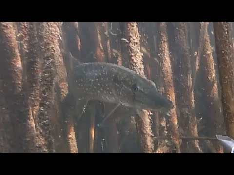 Видео: «Удачная охота» фильм N9 подводная охота сезона 2025