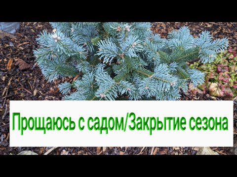 Видео: 1 ноября 2024 г. Обзор сада/Что и как в моем саду?