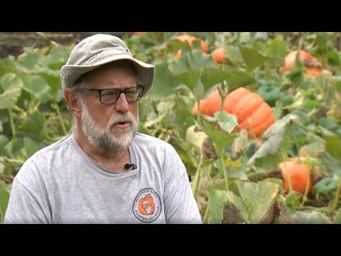 Видео: Председатель совета директоров Wisconsin Giant Pumpkin Growers Джим Форд делится секретами выращи...