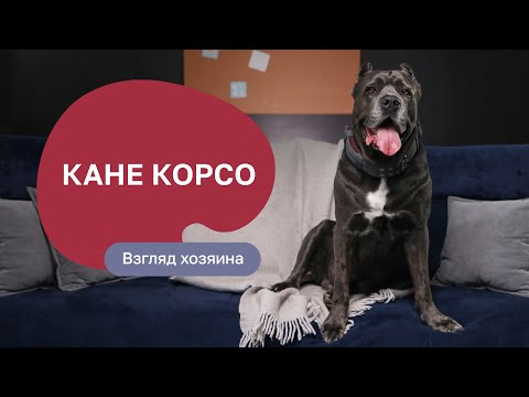 Видео: Кане корсо — все о породе, плюсы и минусы — шоу «Ожидание/реальность»