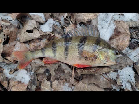 Видео: Сніг іде а ми скирдуємо зимовий окунь на мікроджиг рибалка 2023 на ультралайт