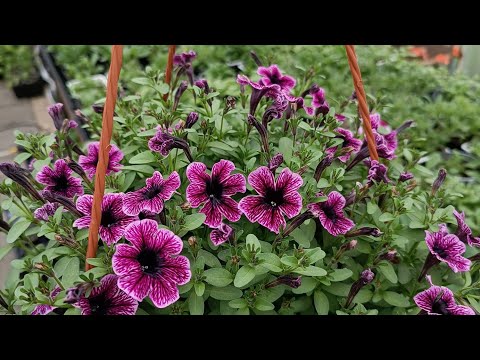 Видео: Обзор цветочного ассортимента на сезон 2023г.Тульская обл.