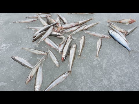 Видео: 26.01.24. Ушково. Корюшка. Окунь.