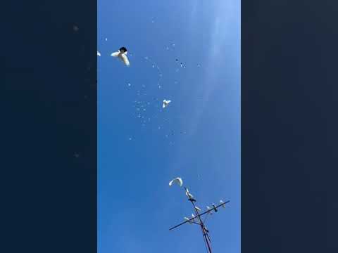 Видео: Демократия полетов в действии!!!