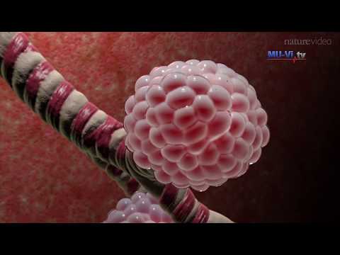 Видео: Имунната система