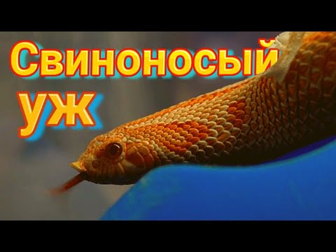 Видео: Уж с лицом поросёнка