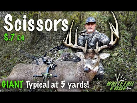Видео: ГИГАНТСКИЙ олень ОЧЕНЬ БЛИЗКО - НОЖНИЦЫ