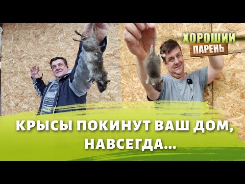 Видео: Борьба с грызунами. Как избавиться от мышей и крыс.