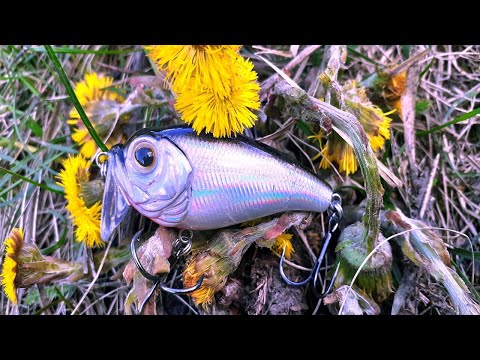 Видео: ЩУКА НА ВОБЛЕРИ В КВІТНІ !!! ЛОВЛЯ ЩУКИ НА СПІНІНГ !!!