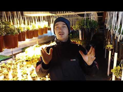 Видео: Заставляю Пеларгонию(герань) цвести зимой.