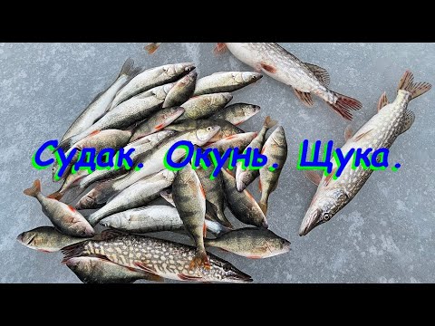 Видео: Судак. Окунь. Щука.