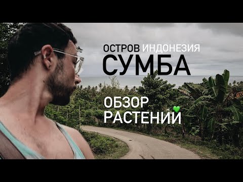 Видео: Прогулка по острову Сумба. Обзор растительной жизни Индонезии