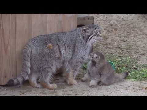 Видео: Манул Ева вывела котят на вечернюю прогулку. 18.06.2023