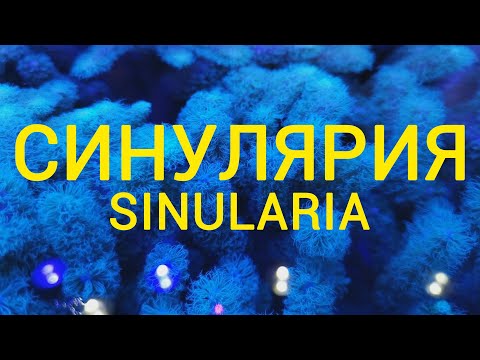 Видео: Синулярия. Sinularia.