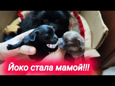 Видео: Шпиц Йоко стала мамой! Вязка, беременность, роды.