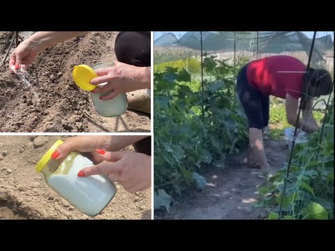 Видео: Жаль что я раньше не знала такой Способ Посева Огурцов