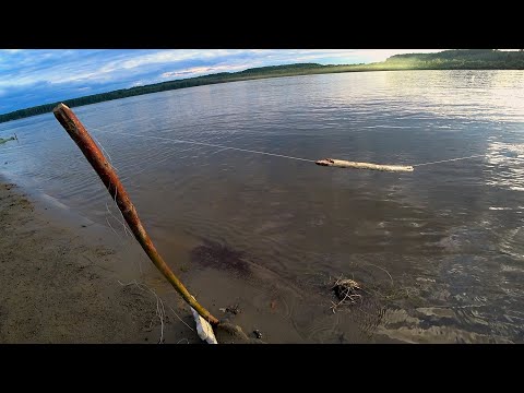 Видео: Не УСПЕЛ установить РЕЗИНКУ как СРАЗУ ПОКЛЁВКИ ОДНА за ОДНОЙ! РЫБА ЖРЁТ ЛЕСКУ! Рыбалка на РЕЗИНКИ!