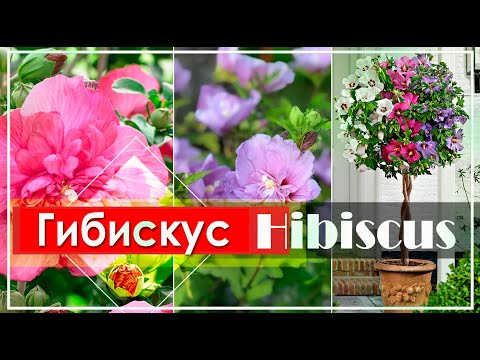 Видео: Очень ЭКЗОТИЧЕСКИЙ Цветущий Кустарник Гибискус сирийский Hibiscus syriacus / ЭНЦИКЛОПЕДИЯ Растений