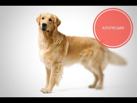 Видео: Алопеции. Виды  причины