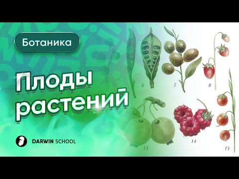 Видео: Тема №8: Плоды растений