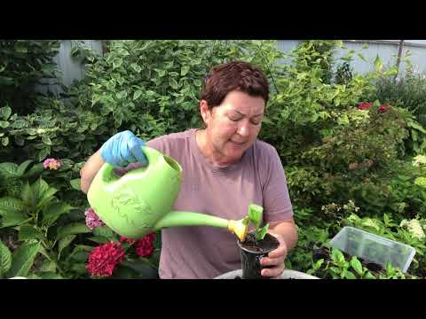 Видео: Гортензии Сбежавшая невеста, новинки крупнолистных. Перевалка, адаптация, приучаем к воздуху. Заказ