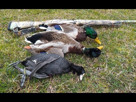 Видео: Удачная охота на уток. C подхода зимой - 2019.