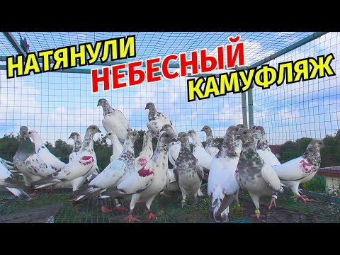 Видео: Вы Должны это Увидеть! Эти Голуби летают или отсиживаются где-то⁉😲