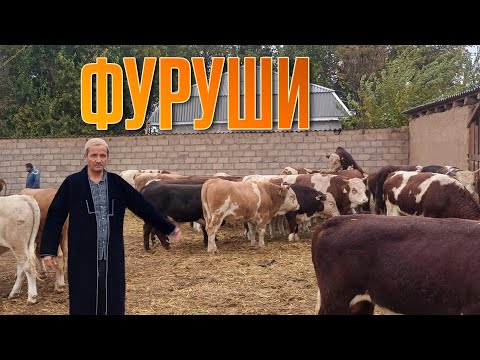 Видео: Ангус Сментал Грифорт Белигалов ФУРУШИ