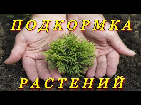 Видео: Универсальная подкормка для декоративных растений. Весеннее внесение удобрений - "РОСТ КОНЦЕНТРАТ"