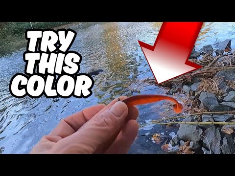Видео: Вам стоит попробовать этот цвет во время рыбалки на осеннем ручье