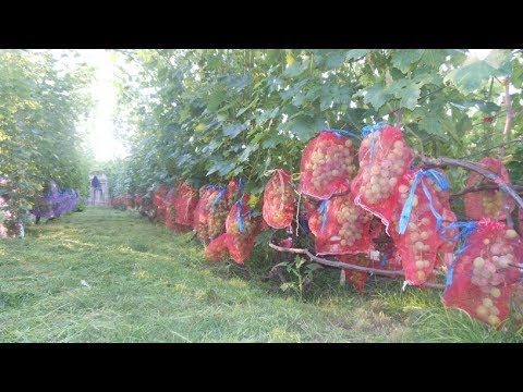 Видео: Виноград 2017( часть первая) Максим Мойсеенко.