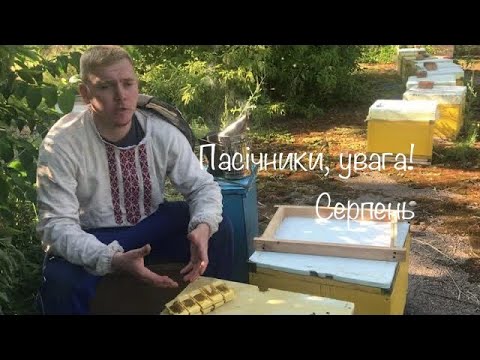 Видео: Увага, пасічники ! Серпень - головний місяць для бджіл.