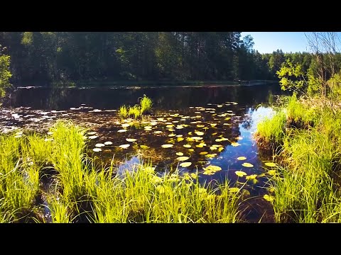 Видео: ВОТ КТО ЖИВЕТ В ЛЕСНОМ ОЗЕРЕ! РЫБАЛКА на блесны и воблеры. СПЛАВ по реке УСТЕ