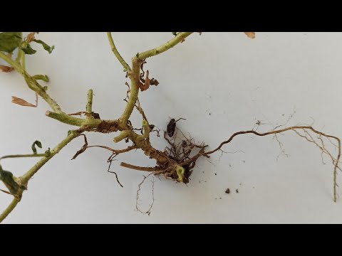 Видео: Осторожно, ФУЗАРИОЗ! Симптомы, профилактика.