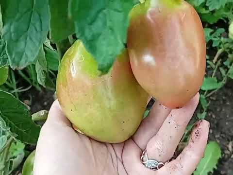 Видео: Недельный влог/Дела вязальные и не вязальные #вязовлог #handmade #вязаниеспицами #knitting