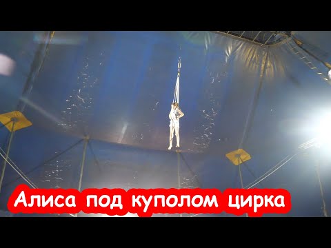 Видео: VLOG Собачка упала на выступлении в цирке