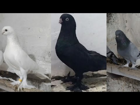 Видео: Представитель Бухарских Голубей(Бухарский Клуб Амири, Амон Хаджа,Республика Узбекистан город Бухара