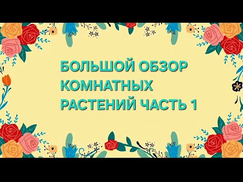 Видео: 🍀БОЛЬШОЙ ОБЗОР КОМНАТНЫХ РАСТЕНИЙ🍀ЧАСТЬ 1🍀