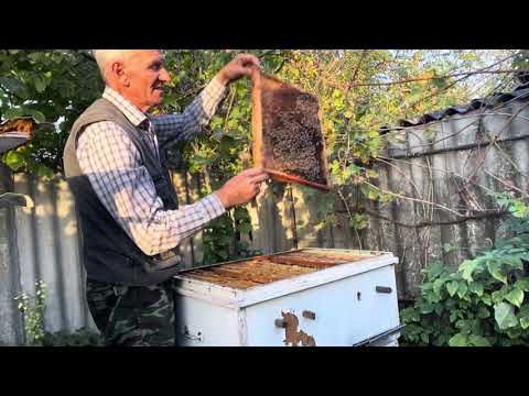 Видео: Формирую гнездо на предстоящую зиму!🐝🐝🐝