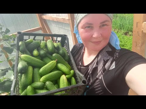 Видео: итоги первого года с 4 малышами на заброшенной дачи