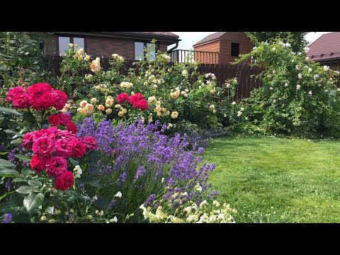 Видео: Эффектная клумба с лавандой и розами.🌹Потрясающий клематис  «Принцесса Диана!🌷и другие новинки 😁