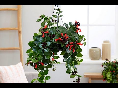 Видео: Мона Лиза. Вид эсхинантуса.