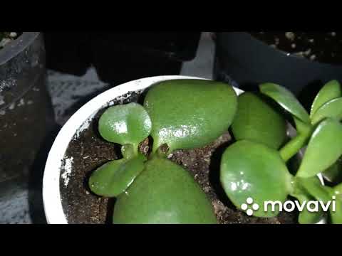 Видео: Доллар гулни кўпайтириш натижалари. Аспириннинг гулларга таъсири.