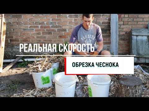 Видео: РЕАЛЬНАЯ СКОРОСТЬ ОБРЕЗКИ ЧЕСНОКА